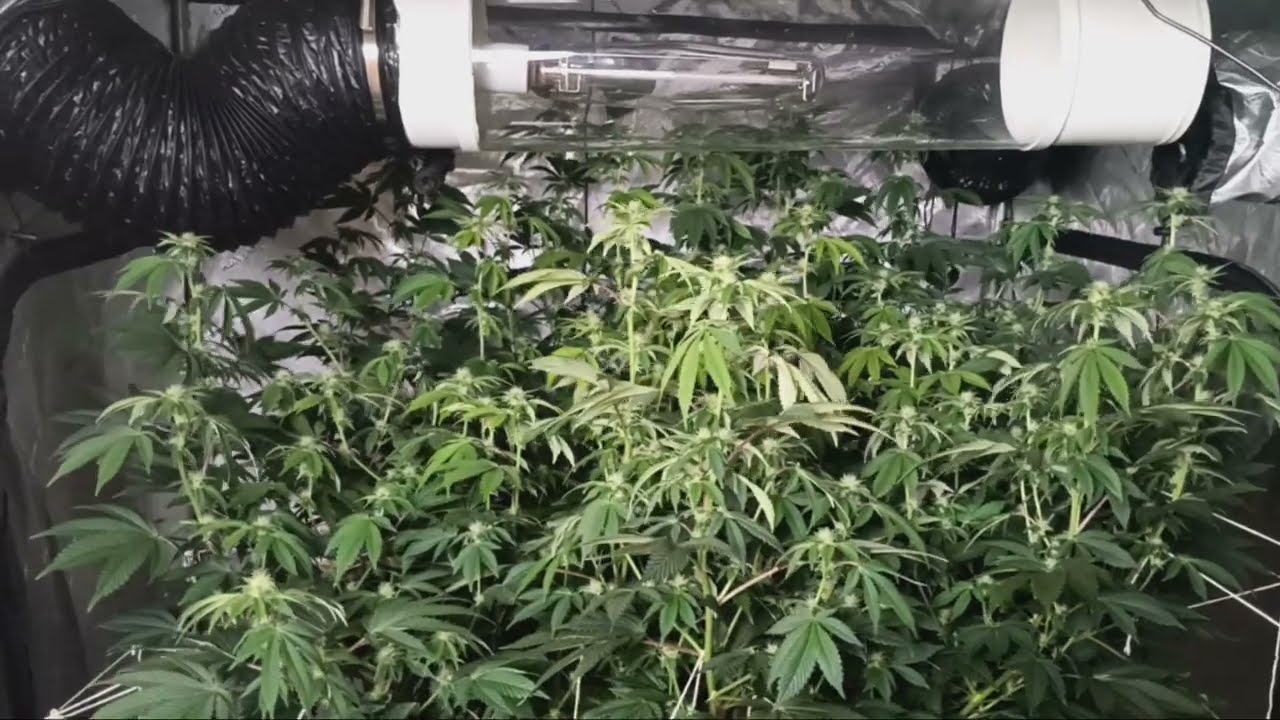 Peyote Cookies Indoor - 100 Gallon Pot - 5x5 AC Infinity Tent - 2 Weeks Flowering