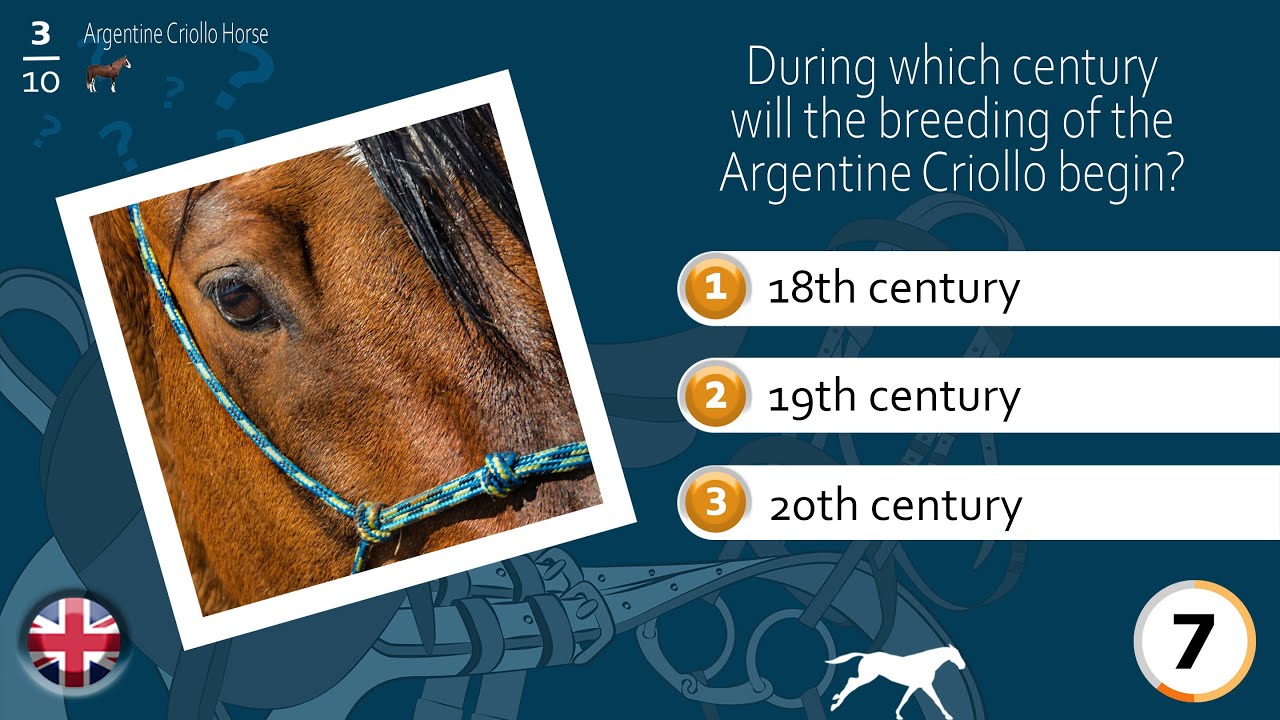 Argentine Criollo Horse, the horse quiz, Horse breeds