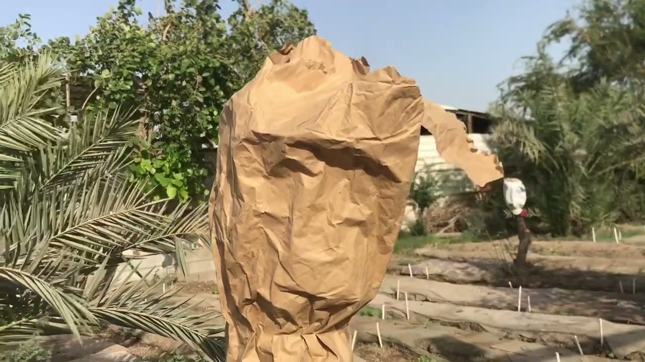 شرح مراحل نتيجة تطعيم شجر السدر شرح مراح نجاح التطعيم شرح مراحل نمو البراعم شرح نجاح التطعيم