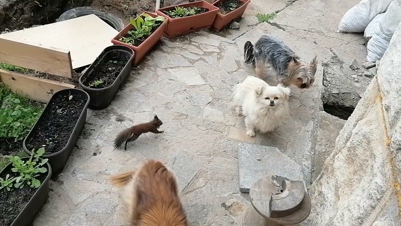 Катеричката гони кучета