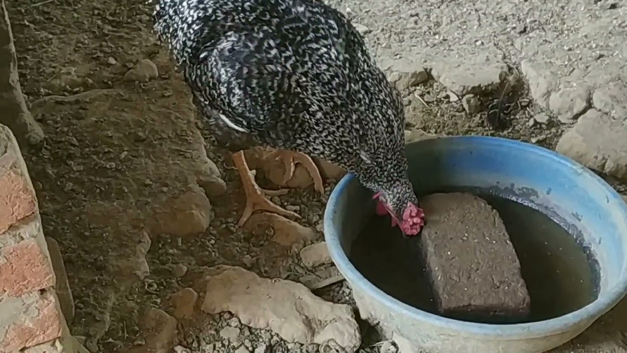 Kaku Poultry Farm & Poultry House, VPO Jaind, Tehsil Palampur, Distt Kangra, Himachal Pradesh 176086