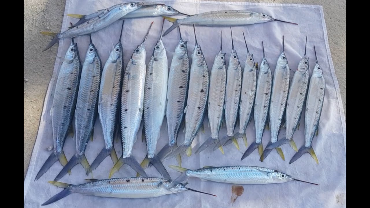 İbikli Avına Devam. ( Hemiramphus Far )