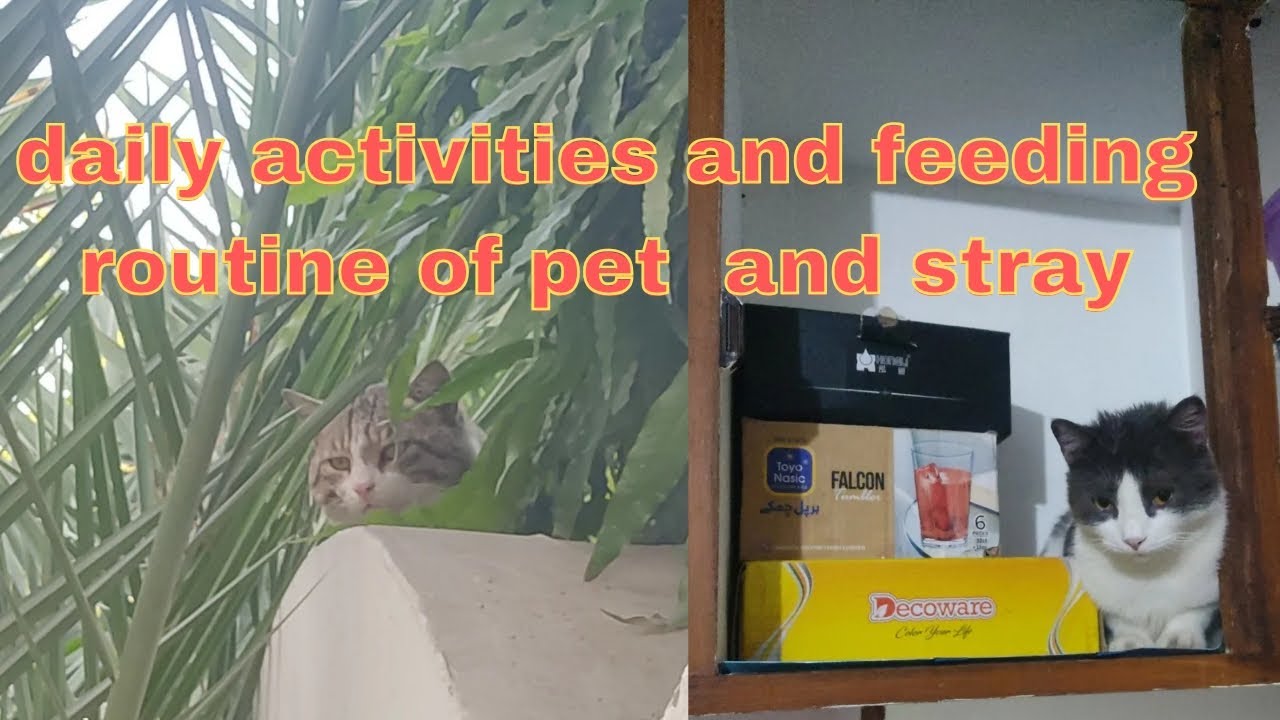 My Pet Cats’ Daily Routine & Cute Moments