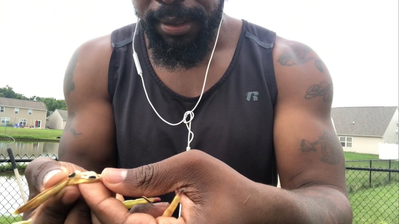 When to Harvest Black Eyed Peas