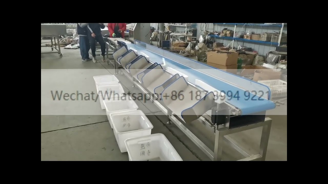 Automatic Conveyor Belt Type Prawn Fish Shrimp Lobster Snail Weight Grader Sorting Machine