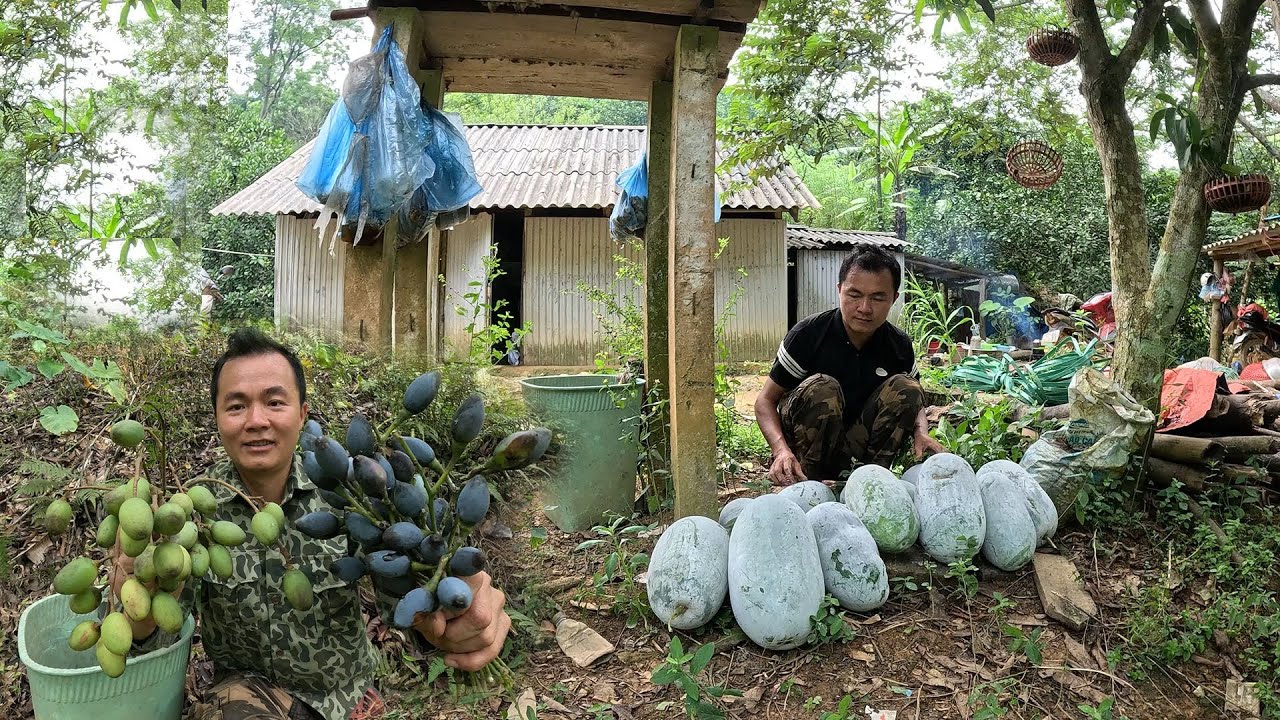 Thăm lại vườn đồi và thu hoạch, cuộc sống tự nhiên