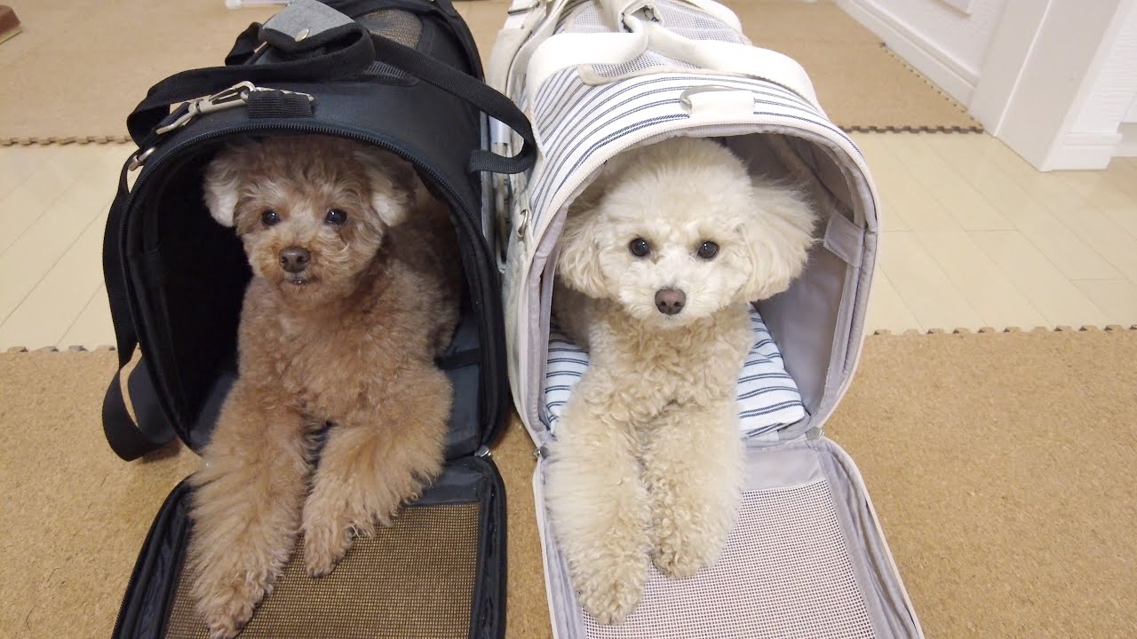 妹犬の新しいキャリーバッグにちゃっかり兄犬と大喜びの犬たちが可愛いｗ【トイプードル】