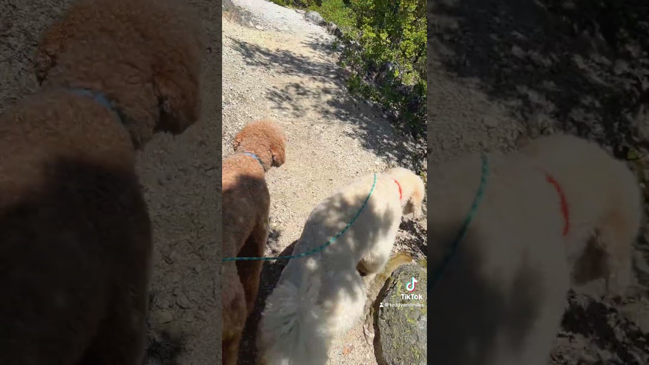 Hiking in a beautiful mountain trail 🐶⛰️ 