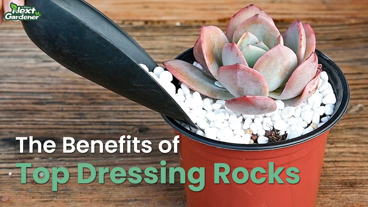Should I Use Top Dressing on Succulents? The Next Gardener