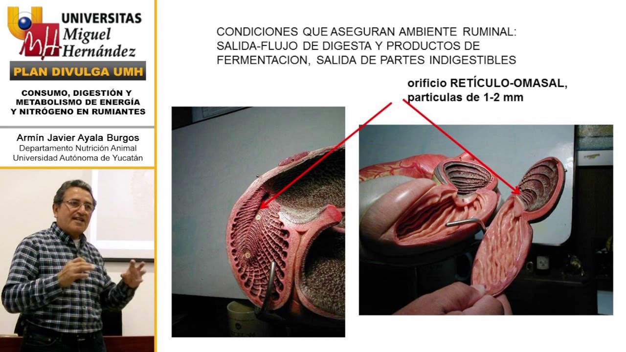 CONSUMO, DIGESTIÓN Y METABOLISMO DE ENERGÍA Y NITRÓGENO EN RUMIANTES