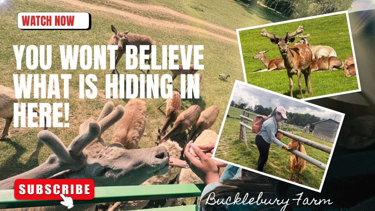 I saw deer’s for the first time ❤️| Deer Safari @bucklebury_farm  #ukfarm