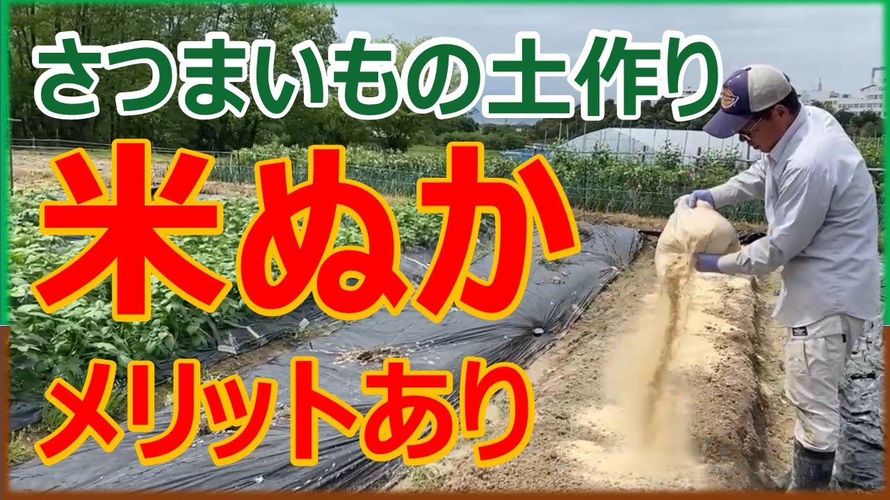 米ぬかを使ったさつまいもの土作り　#家庭菜園