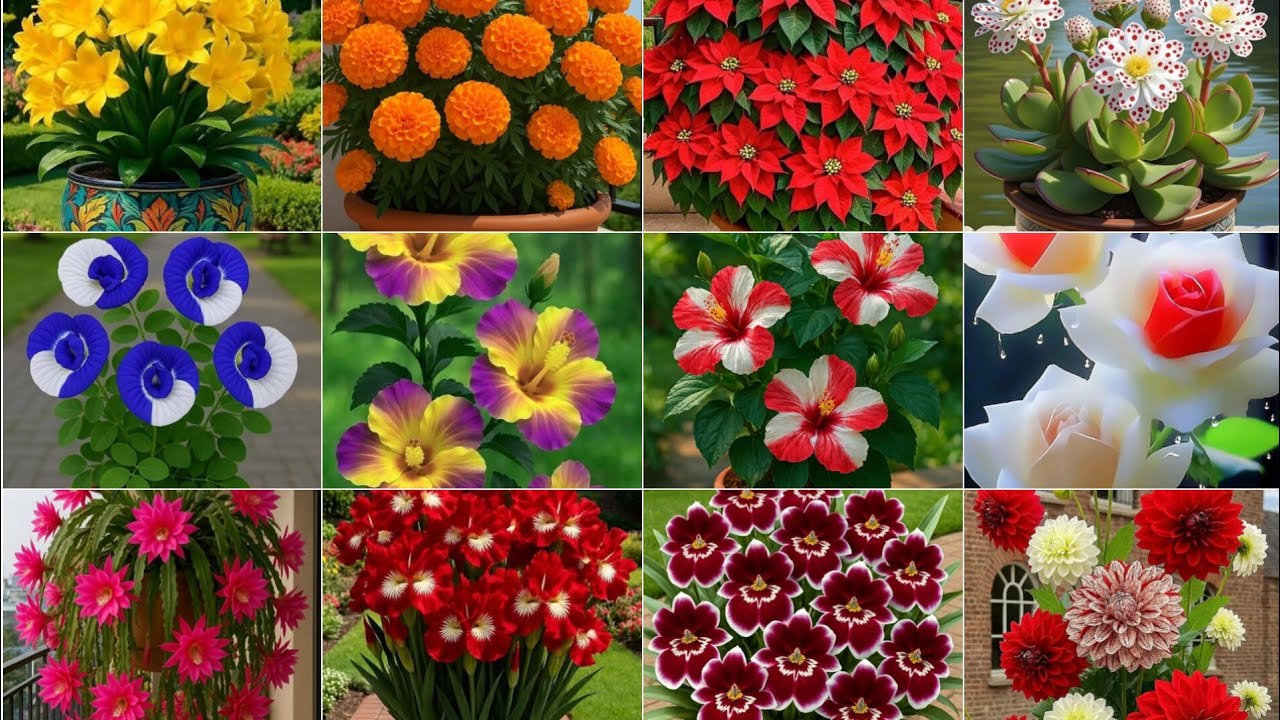Latest Flower 💐🌹HD Wallpaper, Flower Images, Flower DP, Photos, Images, Wallpaper, Flower 🌻