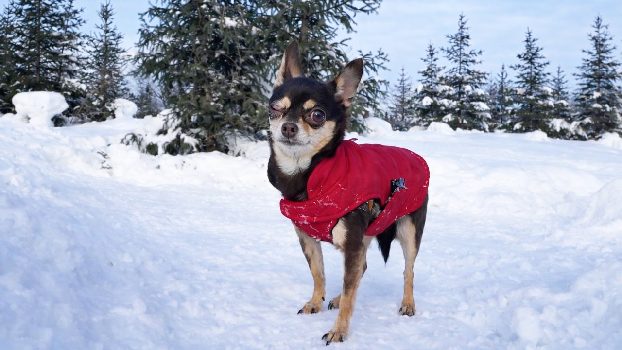 Abandoned Dog Who Only Knew Hardship Finally Gets the Chance to Live Safely