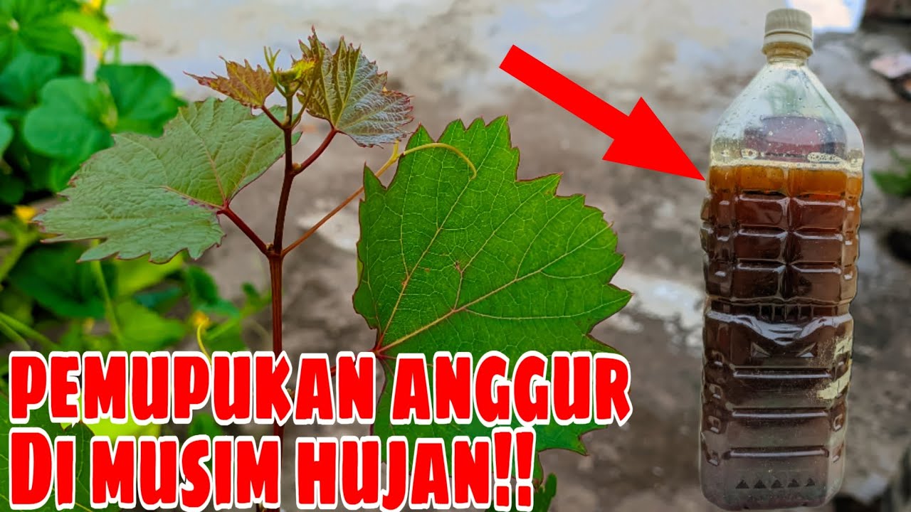 PENTING GAK SIH‼️ Melakukan Pemupukan Pada Pohon Anggur Di Musim Hujan❓❓