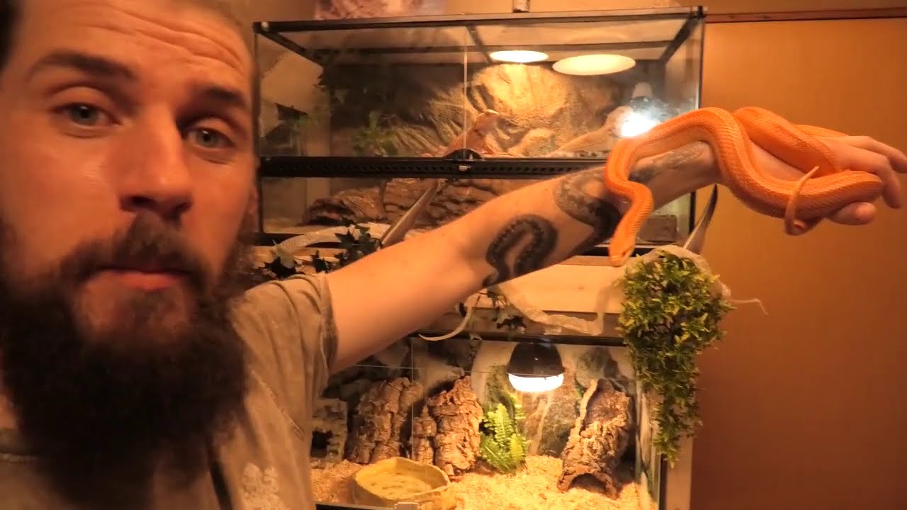 NaturNørd 266. Krybdyr værelset har fået en makeover!! Vind Tarzans slangeham.!!