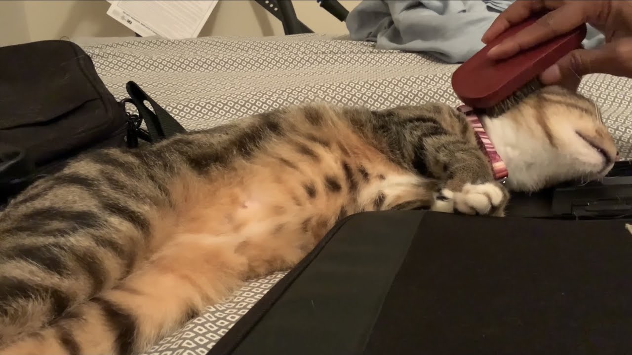 Cat Massage With Brush