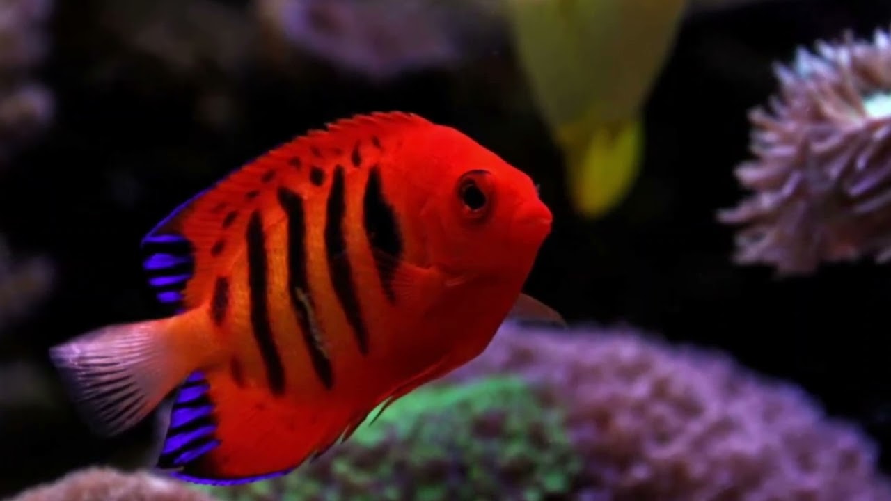 Flame angelfish