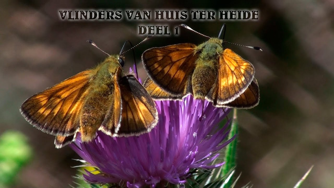 VLINDERS VAN HUIS TER HEIDE DEEL 1