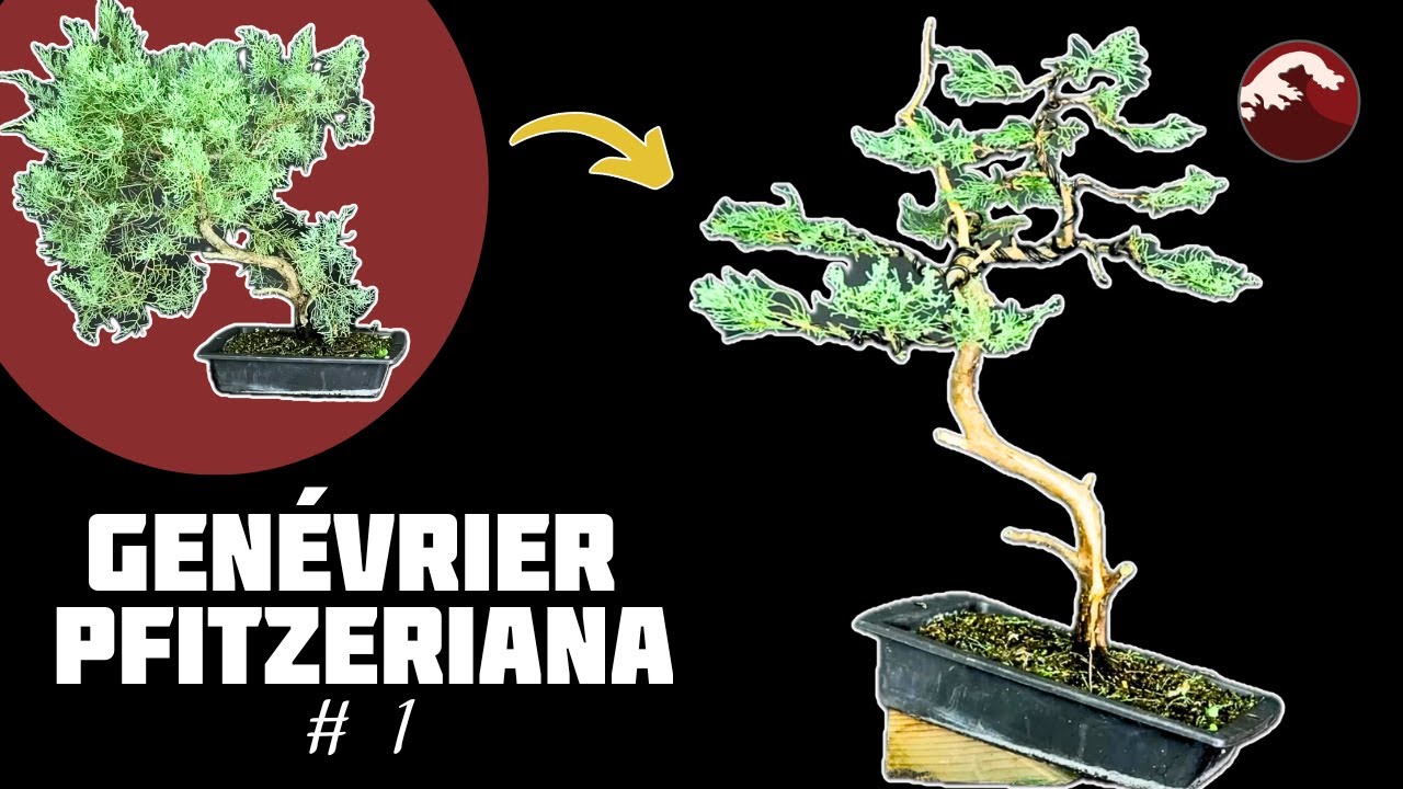 Comment Apprendre la pratique du Bonsa&iuml; avec le Gen&eacute;vrier Pfitzeriana ? 🌱 NEJIKAN BONSAI 🌱