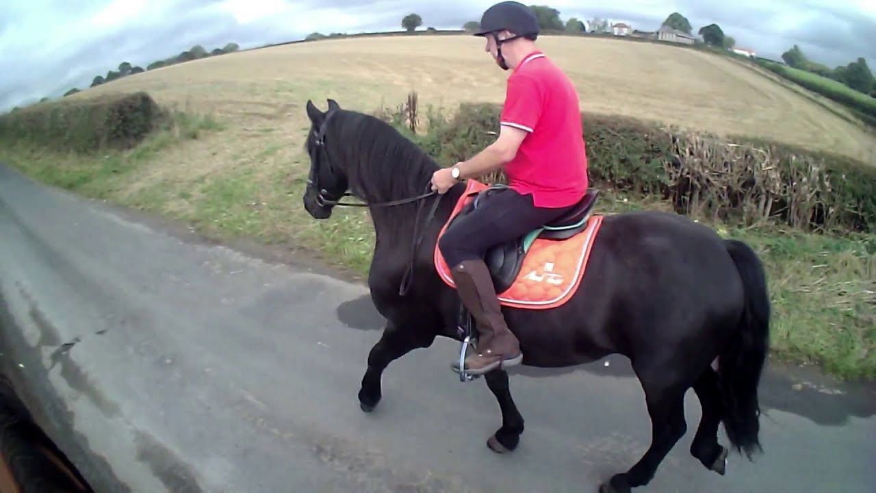 Beginner riding a Friesian horse. Apollo gets a new numnah in the Dutch colours 👍