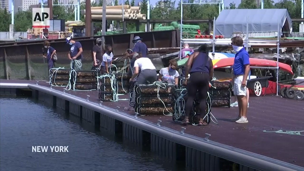 15 million oysters placed in NYC waters