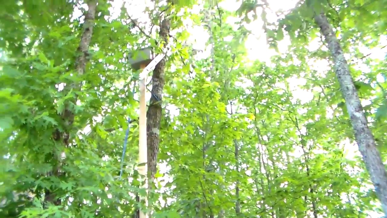 How to get a cat out of a tree.