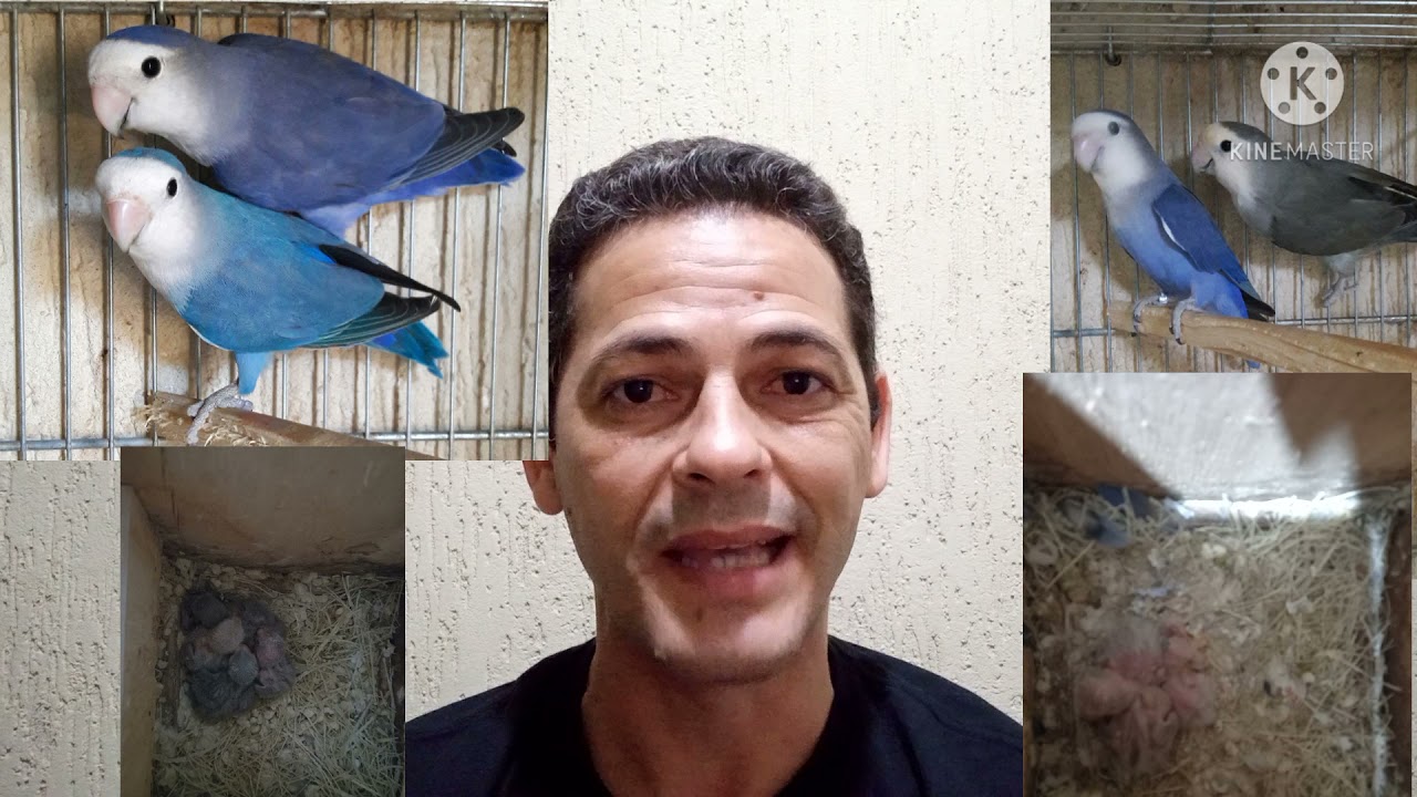 reprodução de agapornis filhotes nascendo o que fazer ?