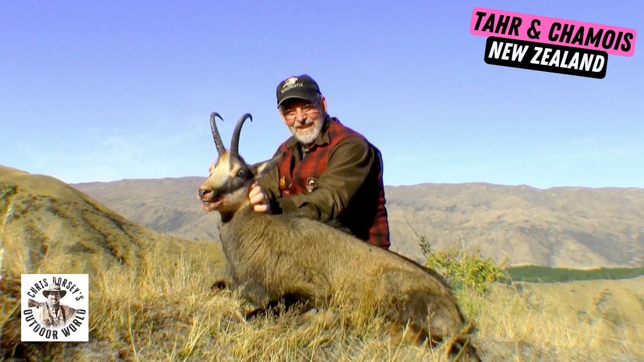 Stunning Hunt for Tahr & Chamois in New Zealand