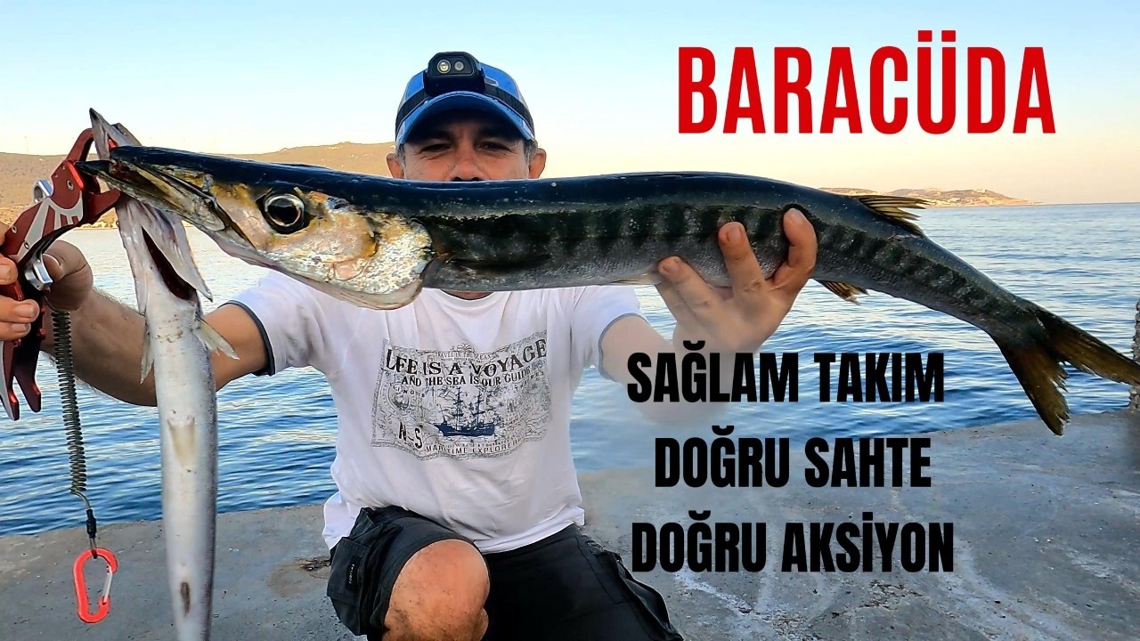 Barakuda avı Gece su altı dünyasının en yırtıcı balığı nasıl avlanır