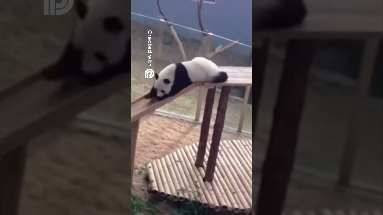 Adorable Panda Explores Nature, Sniffing Out Fun!