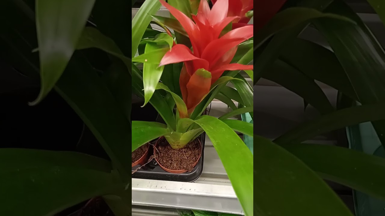 What's special about Guzmania, an indoor flower, that you need to know about?
