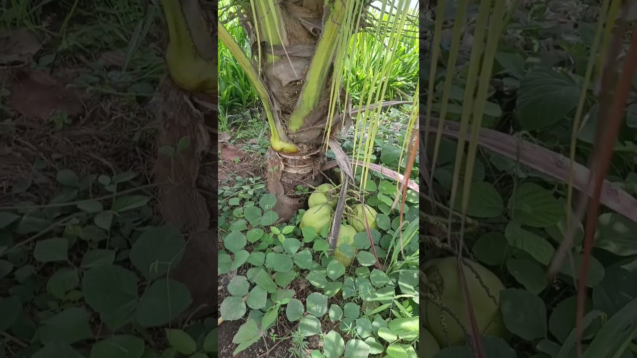 terroir AGRO TOGO, cocotiers hybride