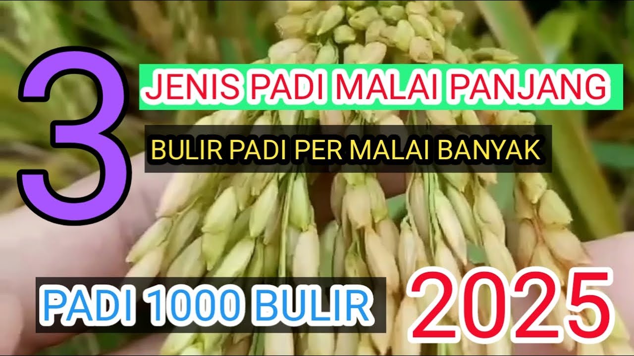 3 jenis padi malai panjang bulir padi padat || 1000 bulir