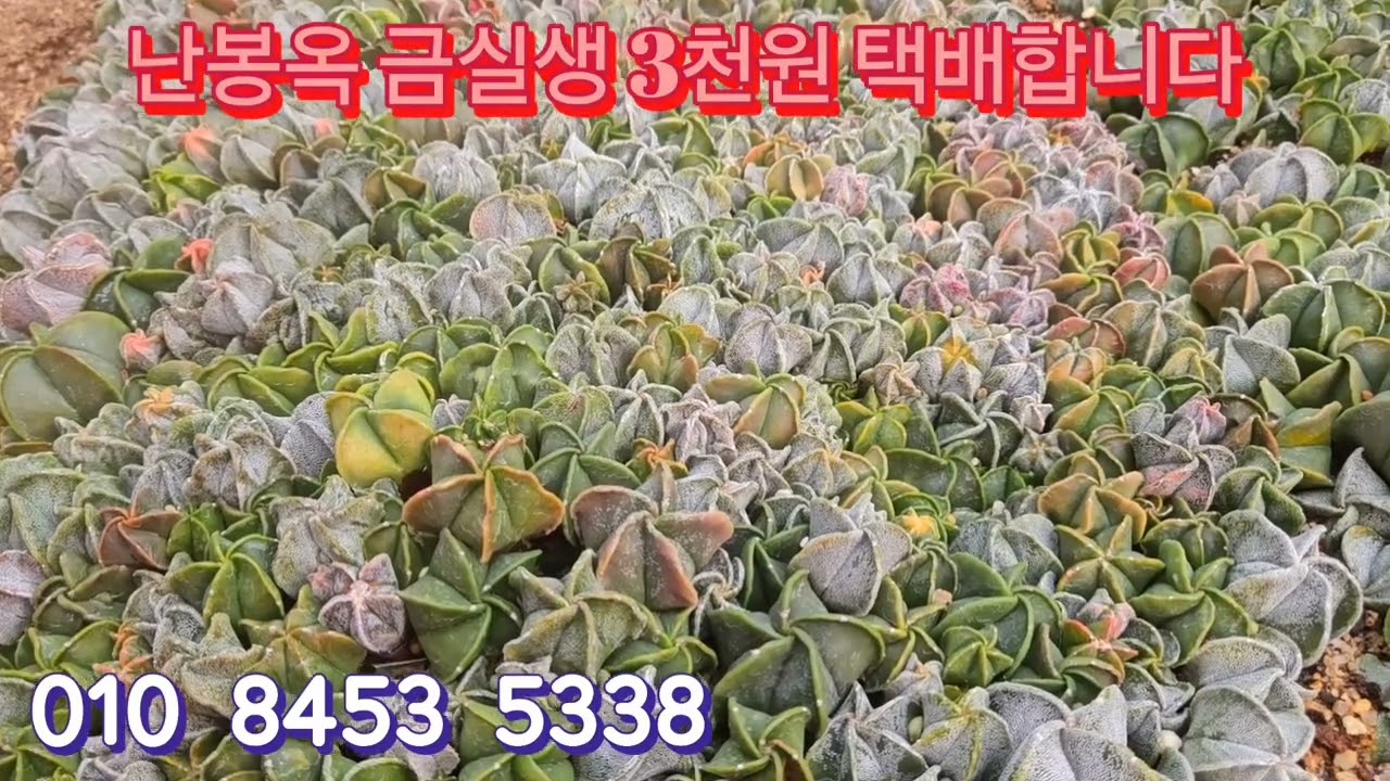 난봉옥 실생금 택배합니다 주문주세요 010 8453 5338 