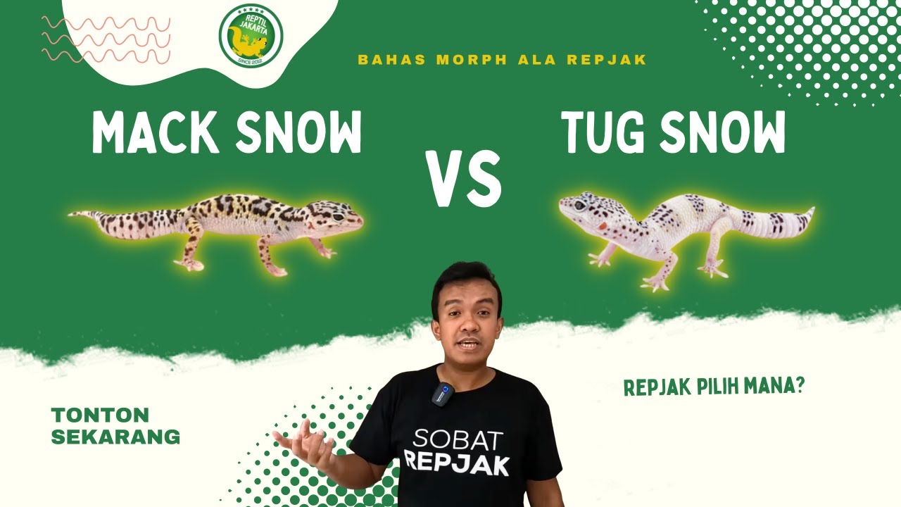 3 PERBEDAAN MACK DAN TUG SNOW LEOPARD GECKO