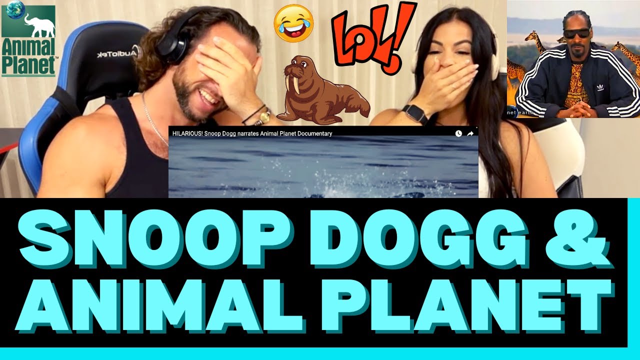First Time Reaction to Snoop Dogg narrating Animal Planet - THEY NEED TO HIRE SNOOP FULL TIME! 😂