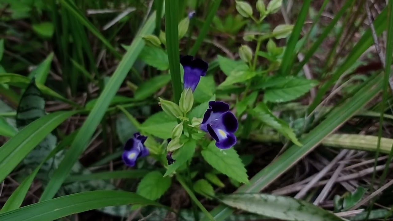 Powerfull Arab music, call of desert warriors,