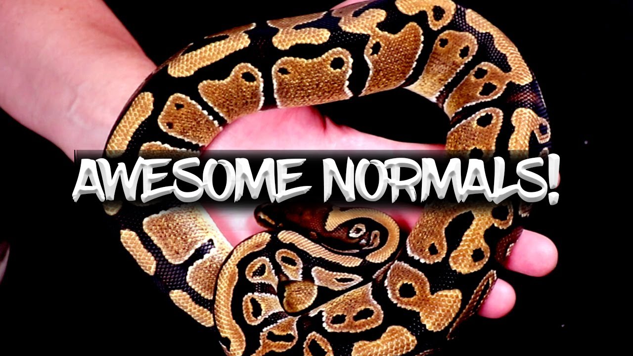 Normal Ball Pythons are Awesome Too!
