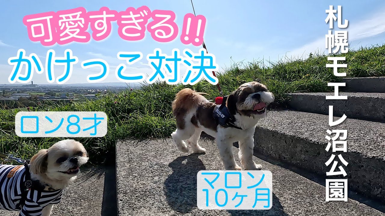 【シーズー】300名様登録記念！可愛い2匹の楽しすぎるお散歩