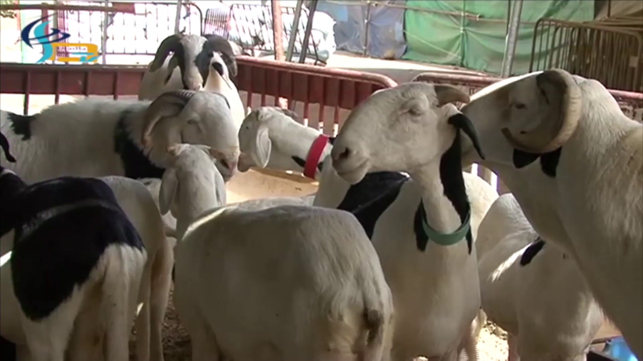 Mamadou Dieng: Le passionn&eacute; du mouton Laadoum au S&eacute;n&eacute;gal