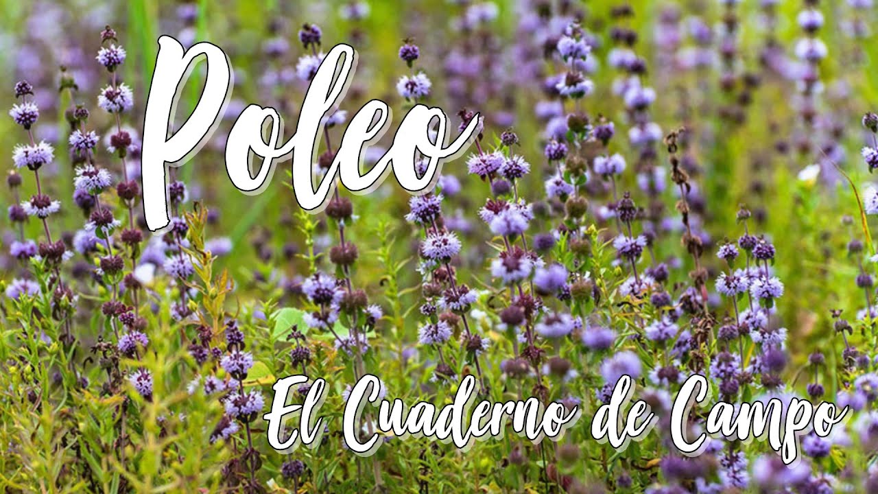 Planta del mes de agosto 2025, Poleo, Menta-poleo, Poleo-menta, Mentha pulegium