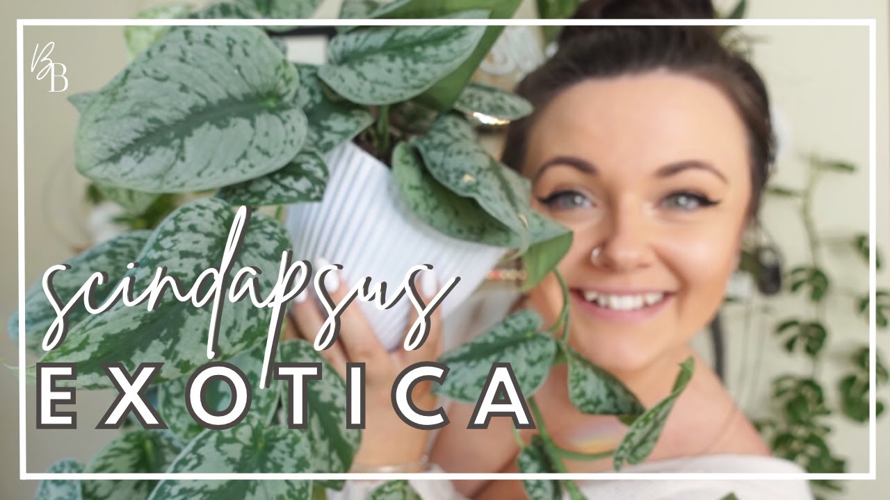 The ULTIMATE Scindapsus Pictus 'Exotica' Care Guide | Houseplant Care | Easy Plants For Beginners