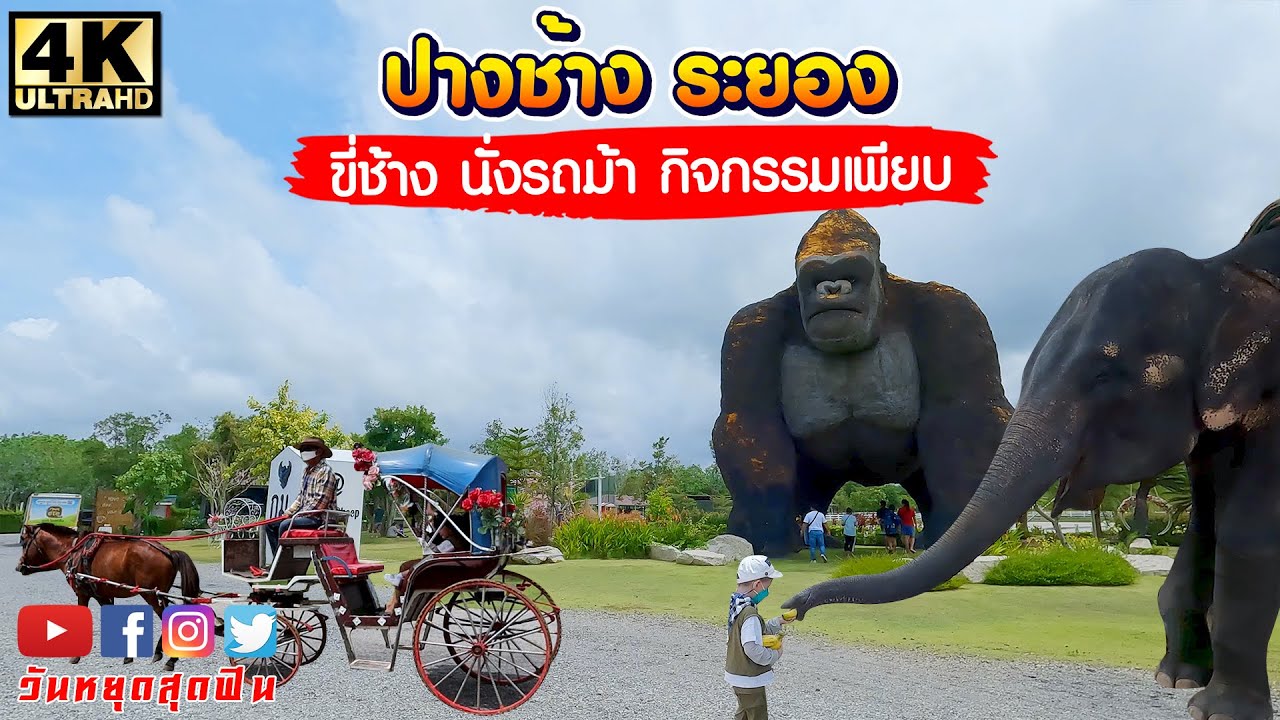 เที่ยวระยอง ต้องมาที่นี่ เปิดใหม่ล่าสุด ขี่ช้าง นั่งม้า ให้อาหารสัตว์ อาหาร เครื่องดื่ม ขนมหวาน ครบ!