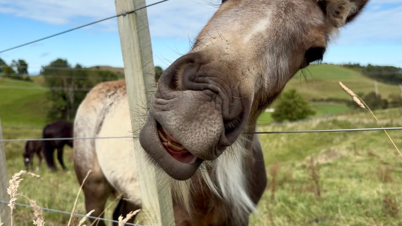 Visiting Horses & Foals - Low Stimulation for Kids (Calm, No Music)