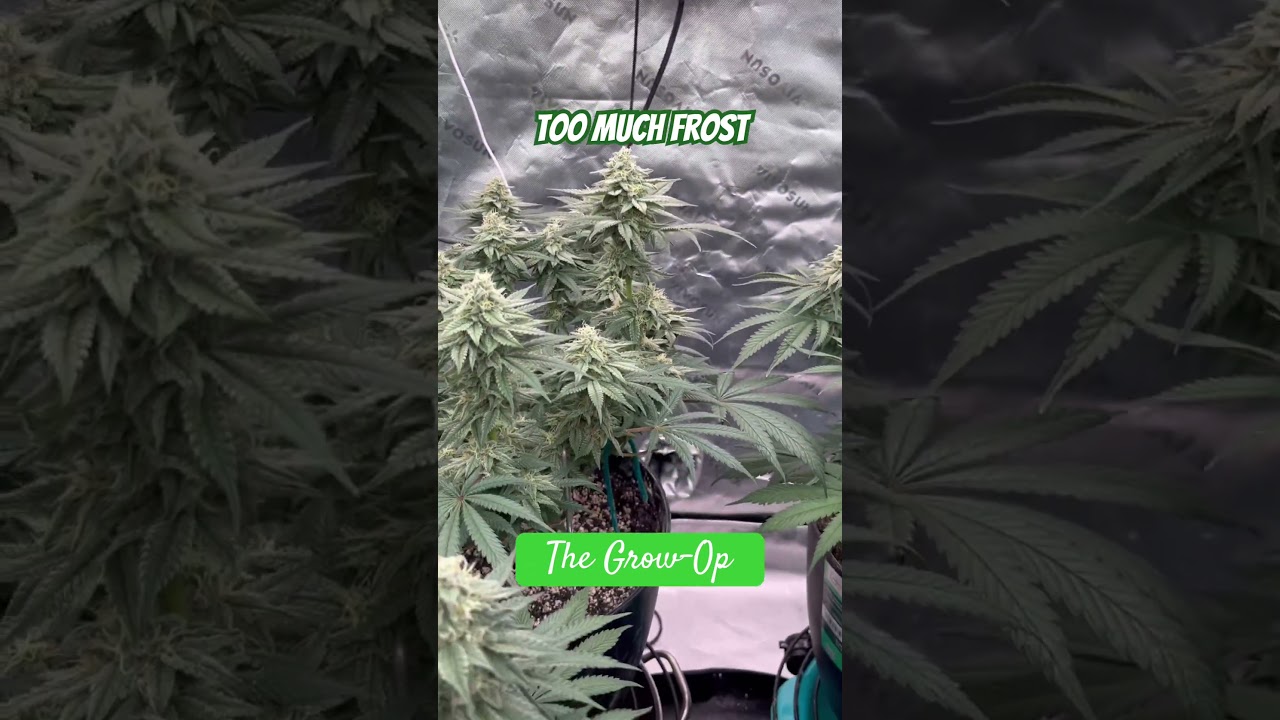 Frosty plants are happy plants #cannabiseducation #cannabisgrowers #420 #plants
