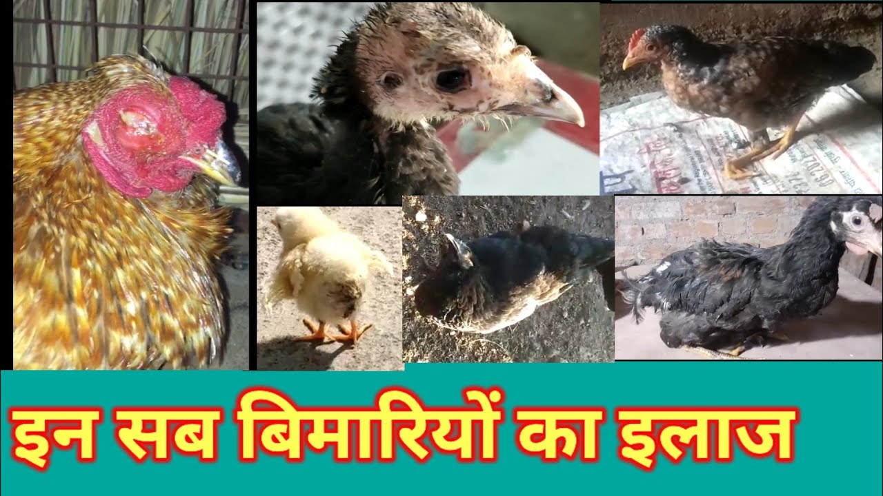 murgi Mein Hone Wali bimariyan।।desi murgi palan।। Desi murgi farm।।desi poultry farm।। desi murgi।।