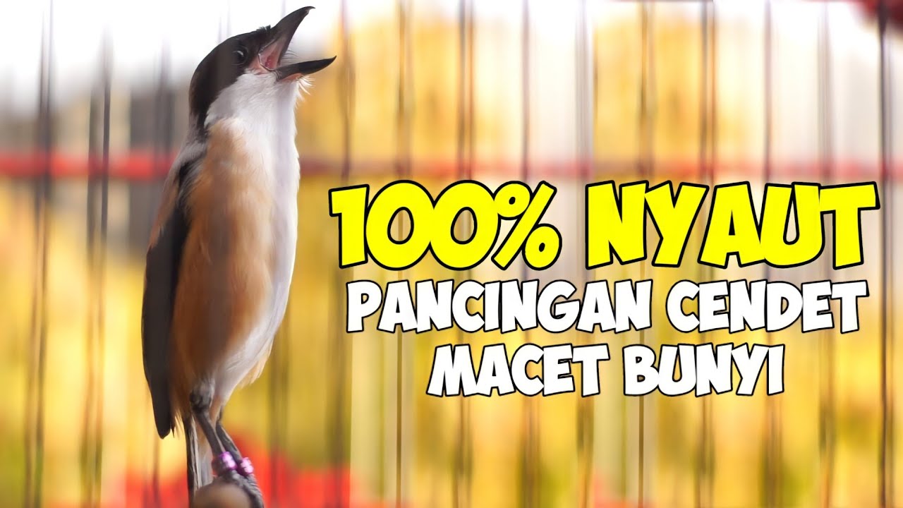 PANCINGAN CENDET MACET BUNYI DIJAMIN LANGSUNG NYAUT DAN EMOSI DENGAN SUARA CENDET INI