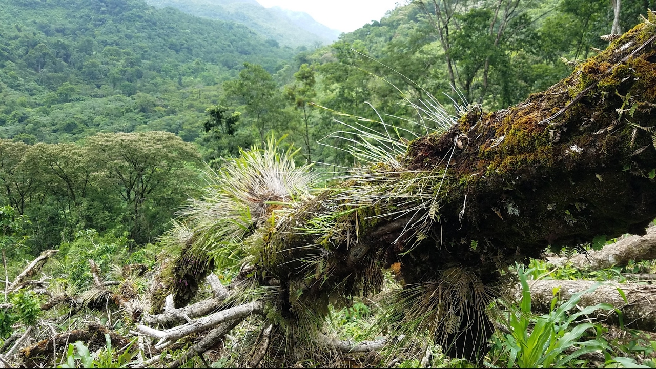 Wild Orchids in Oaxaca Mexico - A family expedition!