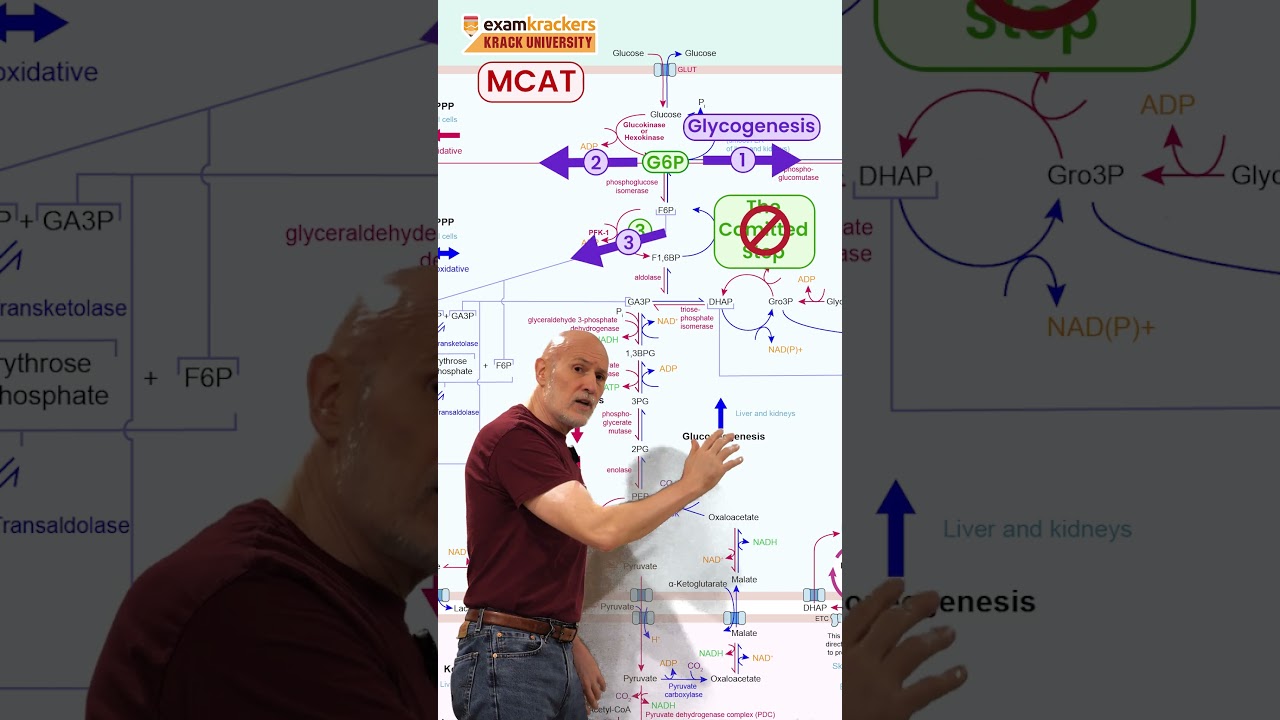 1-Minute Metabolism - MCAT - 5 Branches from glycolysis